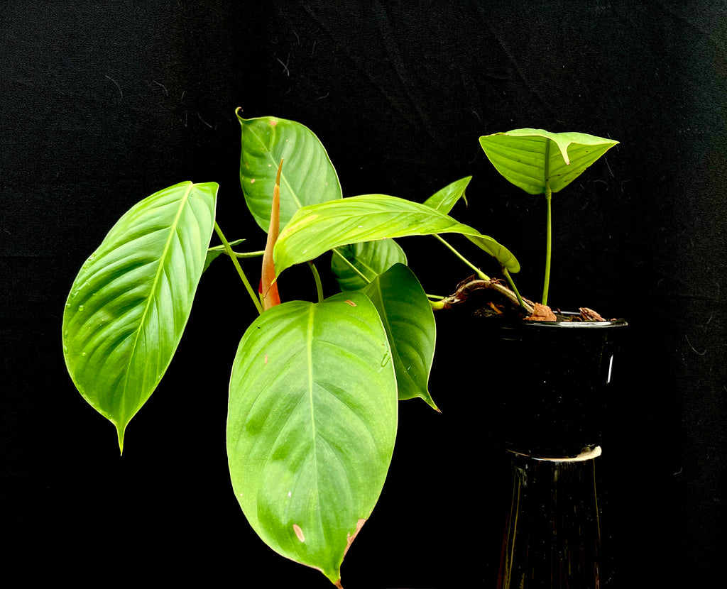 #Philodendron sherberichii