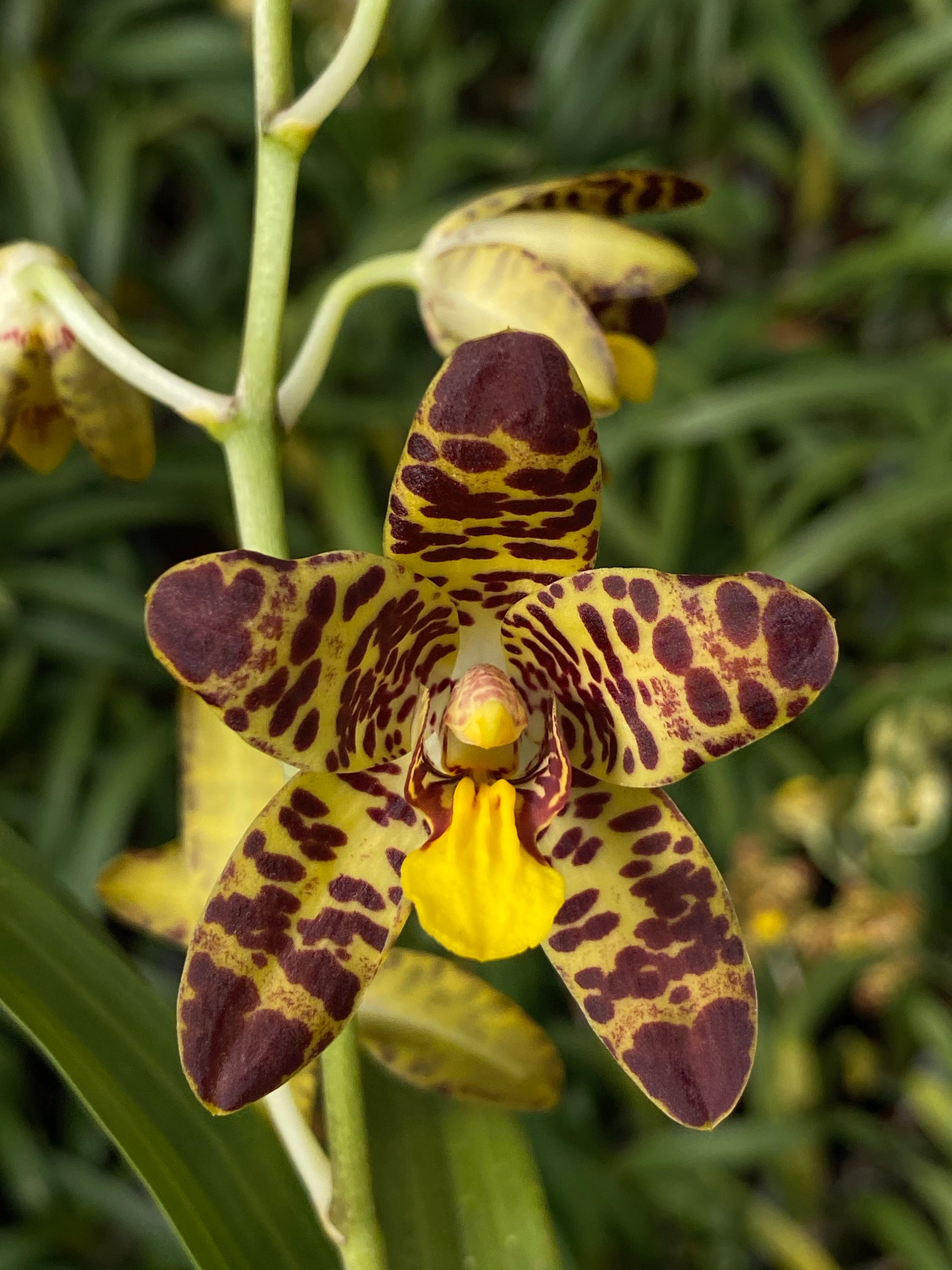 Ansellia africana ('Joe' AM/SAOC x 'Puffadder') | Afri Orchids