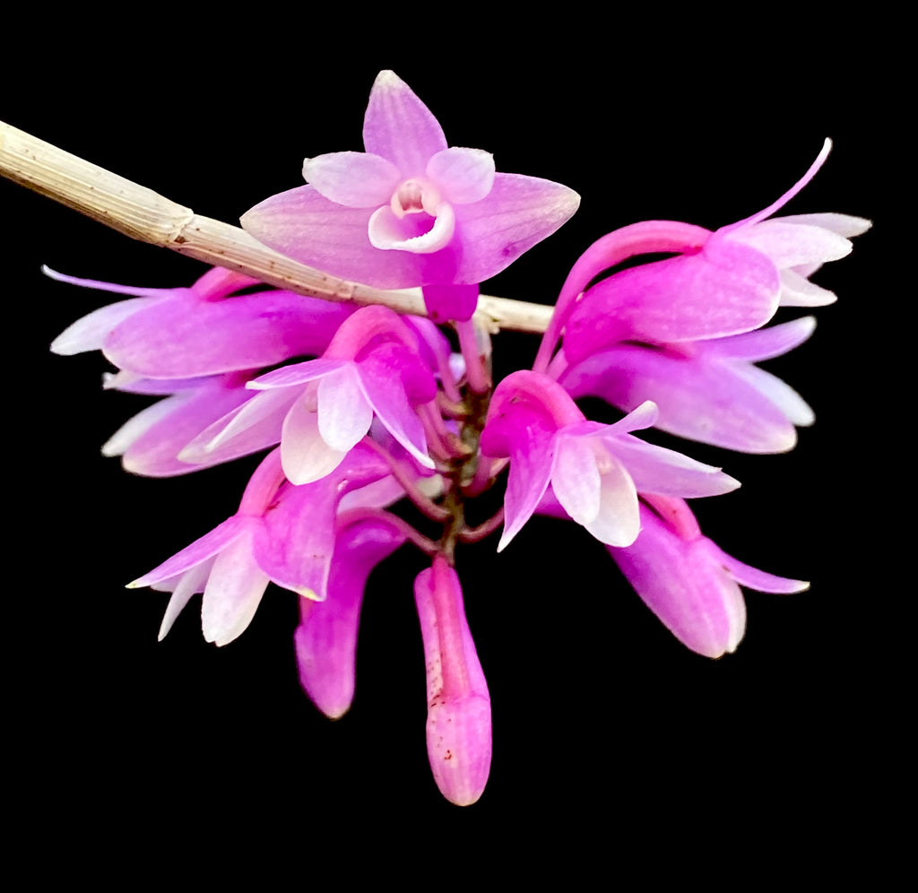 Dendrobium ramosii