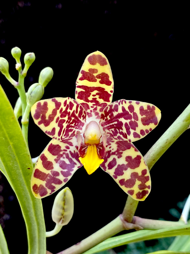 African and Madagascan Orchids | Afri Orchids