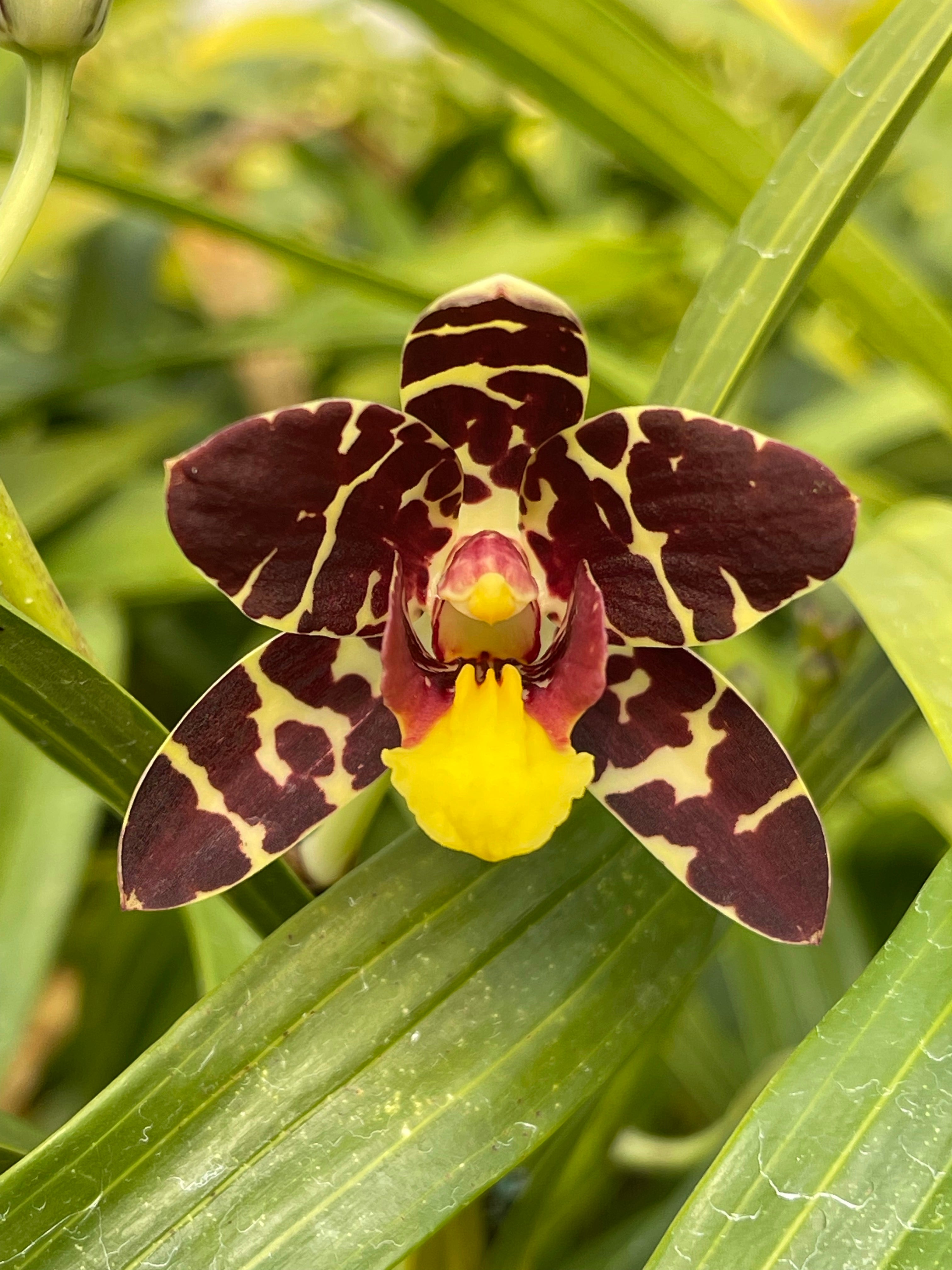 Ansellia africana ('Elro' x 'Brondal') | Afri Orchids