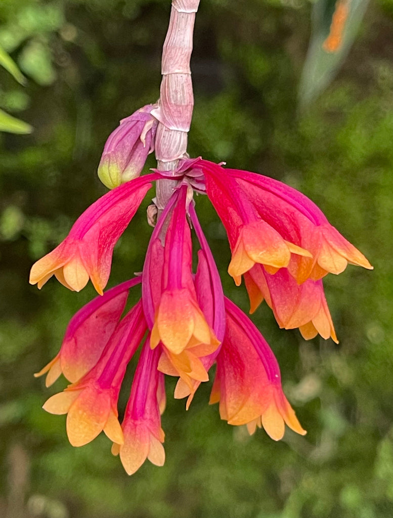 Dendrobium lawesii x sib