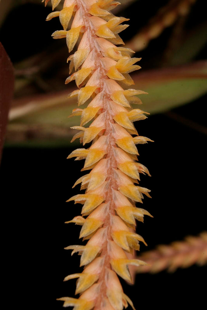 Dendrochilum pulcherrimum