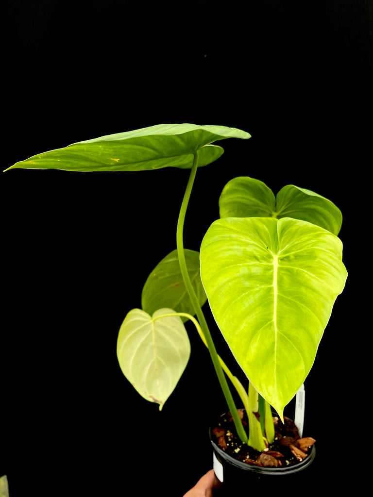 #Philodendron Mc Dowell cf