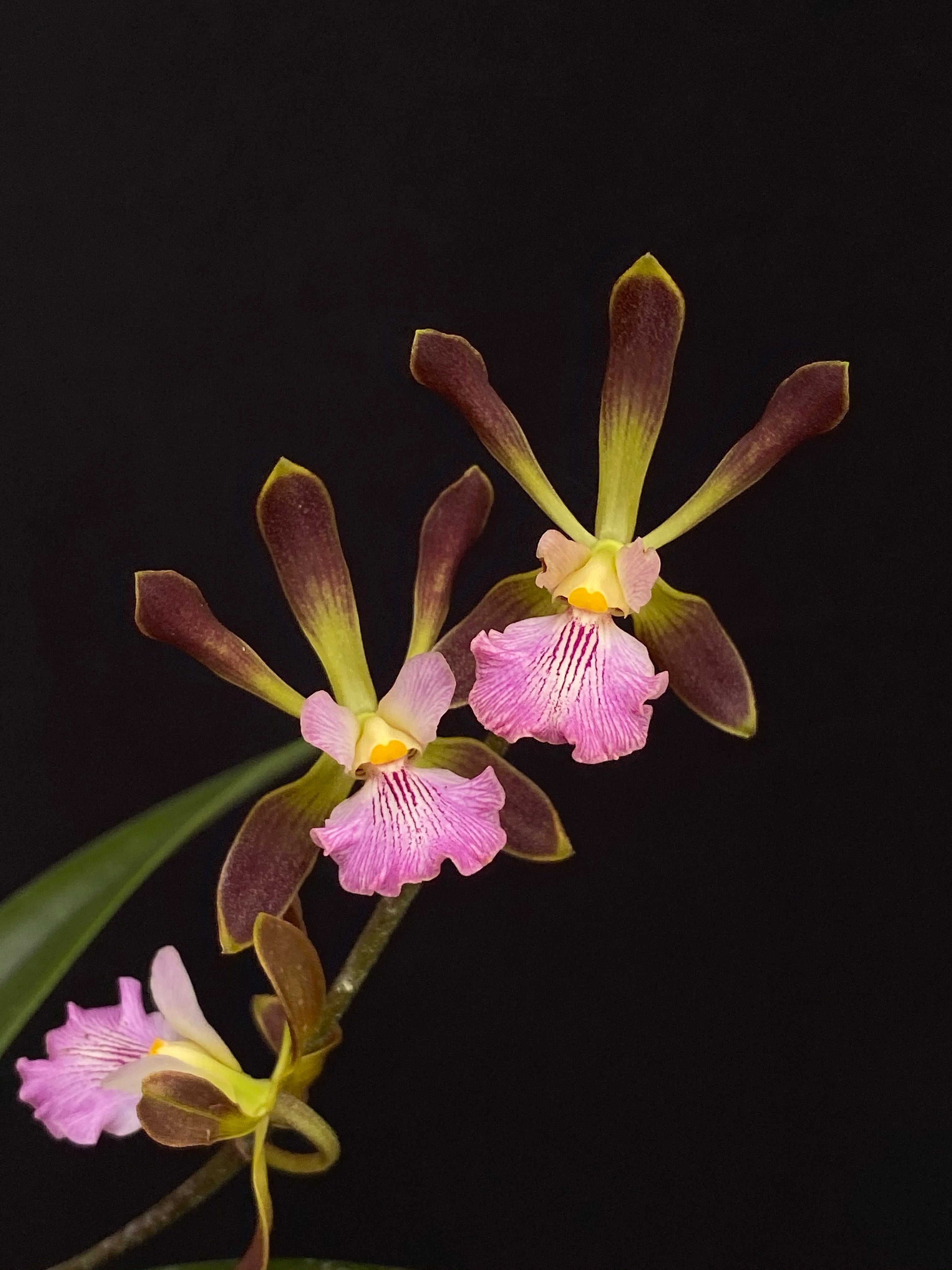 Encyclia Orchid Jungle (alata x phoenicea)(flowering size seedling