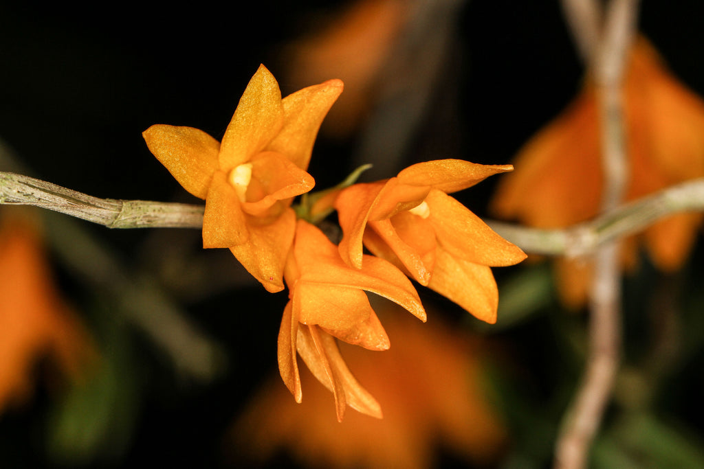 Dendrobium womersleyi