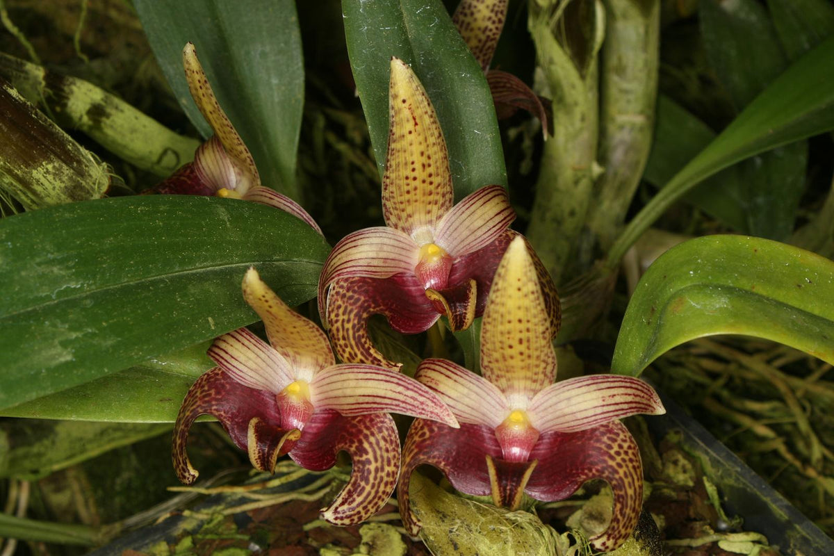 Bulbophyllum Sumatranum | Afri Orchids