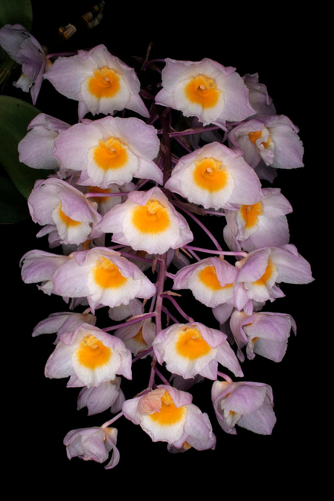 Dendrobium amabile x sib